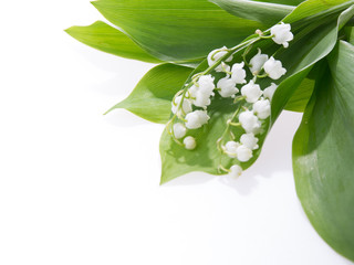 Lily of the valley isolated on white background