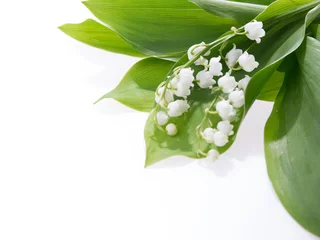 Peel and stick wall murals Lily of the valley Lily of the valley isolated on white background