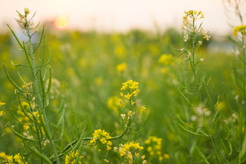 Lettuce Flower