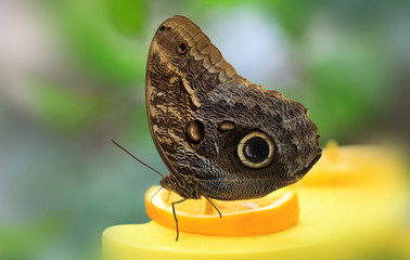 Ein Schmetterling - Bananenfalter mit Augenflecken