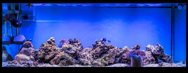 Large panoramic aquarium with tropical reef fish Azure Damselfis