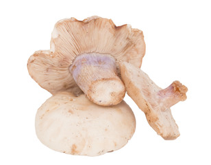 mushrooms with blue feet on a white background