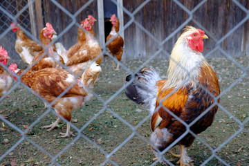 glückliche, freilaufende Hühner auf Allgäuer Bauernhof in Burg hinter Zaun