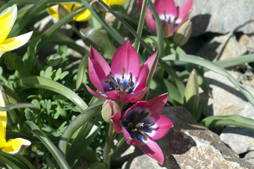 Wildtulpe  Tarda  Botanische, Tulpe  Tulipa © Ruckszio