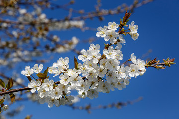 Cherry blossoms against  a blue sky