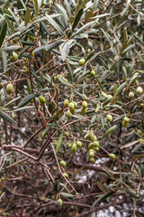 olives