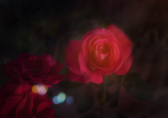 Red roses flowers in darkness with bokeh and copy space