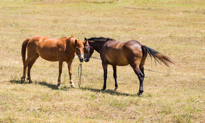 Naklejka na ściany i meble Two young embracing horses on the pasture.