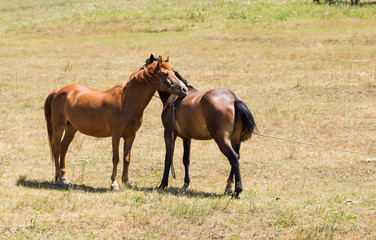 Two young embracing horses on the pasture.