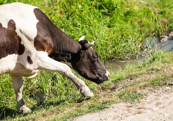 Cow grazing on a summer pasture.