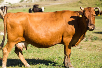 Brown dairy cow on a summer pasture.