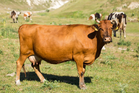 Brown dairy cow on a summer pasture.