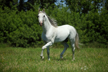Naklejka na ściany i meble Beautiful white purebred horse in farm