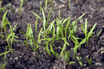 Dill; Anethum graveolens; Keimling
