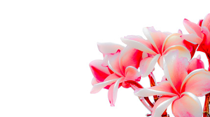 Obraz premium Bright pink plumeria flower blooms on tree