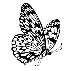 Vintage butterfly ornamental seamless pattern. Vector.