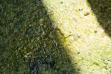 Wet green moss on concrete with ray on it