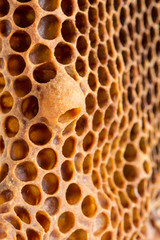Honey bee queen cup on brood comb