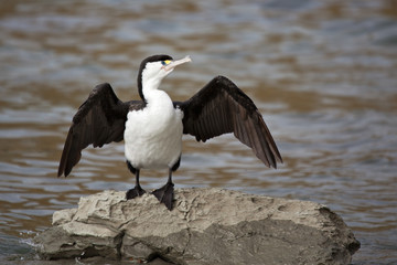 Pied Cormorant (Phalacrocorax varius)