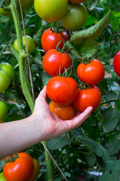 Ripe natural tomatoes with hand