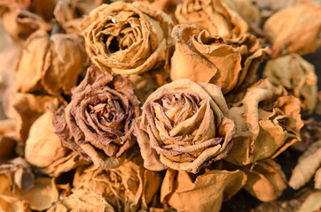 withered roses