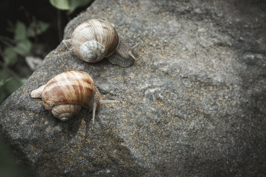 Snails on the rock