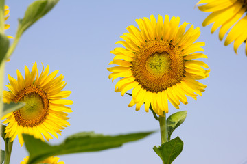 Naklejka premium Sunflower with blue sky