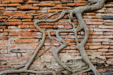 Obraz premium Antiguo,Tree trunks climb on the red brick wall