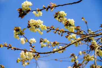 Sakura Flower or Cherry Blossom With Beautiful Nature Background