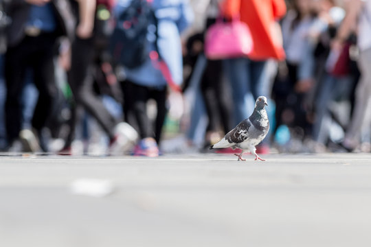 Pigeon walking outdoor