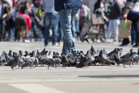 Group of pigeons outdoor