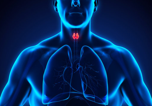 Human Thyroid Gland Anatomy Illustration. 3D render
