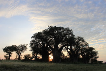 Baobabs de Baines dans le parc national de Nxai Pan au lever du soleil