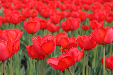 Obraz premium Field of red tulips