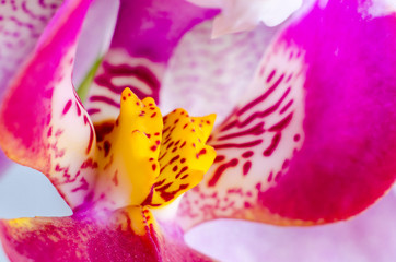 orchid macro
