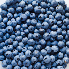 blueberry background