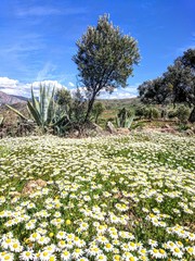 Spring time in Morocco