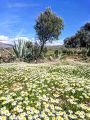 Spring time in Morocco © Marcel Baumgartner