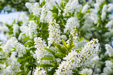 Flowering bird-cherry tree