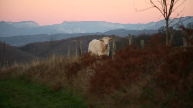 Vaches Charolaises (Bilieu / Is&egrave;re)