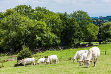 Naklejka na ściany i meble herd of cows, Rhone-Alpes, France
