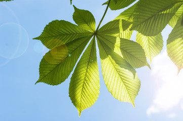 Young leaves of chestnut on a background sky