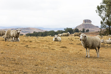 Naklejka na ściany i meble Sheep resting in the veld