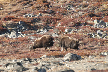 Musk Ox Duel - Greenland
