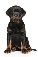 Obraz premium Rottweiler puppy on white