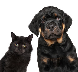 Obraz premium Kitten and puppy series isolated on white