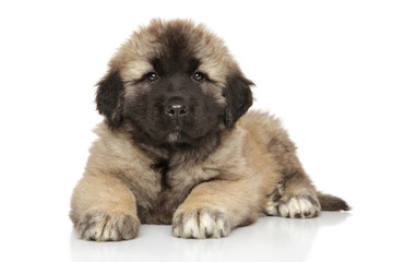 Caucasian shepherd puppy