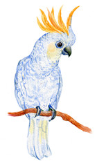 Белый какаду, попугай,иллюстрация акварелью