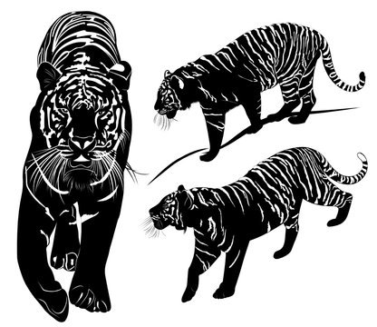 tiger black and white vector illustration