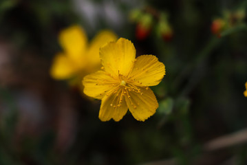 Close-up of fragile yellow flower